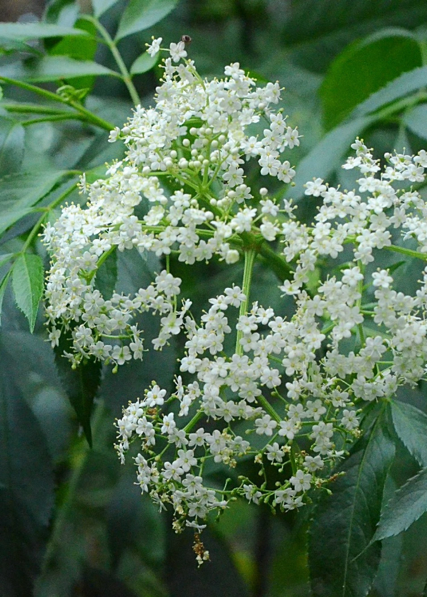 Sow Exotic Elderberry, Florida Native (Sambucus Canadensis) Medicinal & Culinary Herbs 4 Sow Exotic Elderberry, Florida Native (Sambucus Canadensis) Medicinal & Culinary Herbs