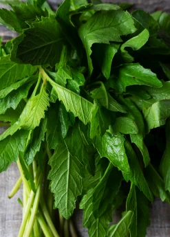 Sow Exotic Epazote (Dysphania Ambrosioides)