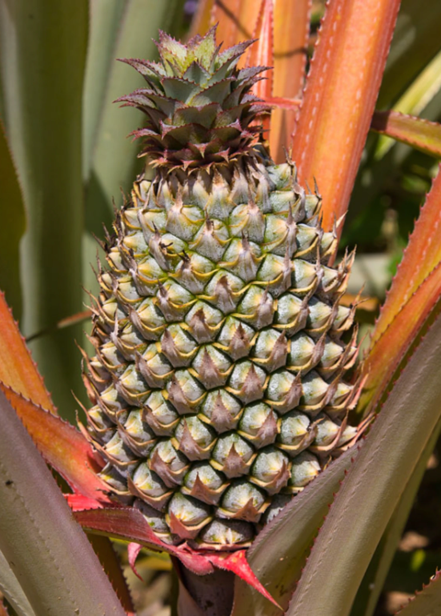 Sow Exotic Pineapple 'Florida Special' (Ananas Comosus) Rare Fruiting Plants 3 Sow Exotic Pineapple 'Florida Special' (Ananas Comosus) Rare Fruiting Plants