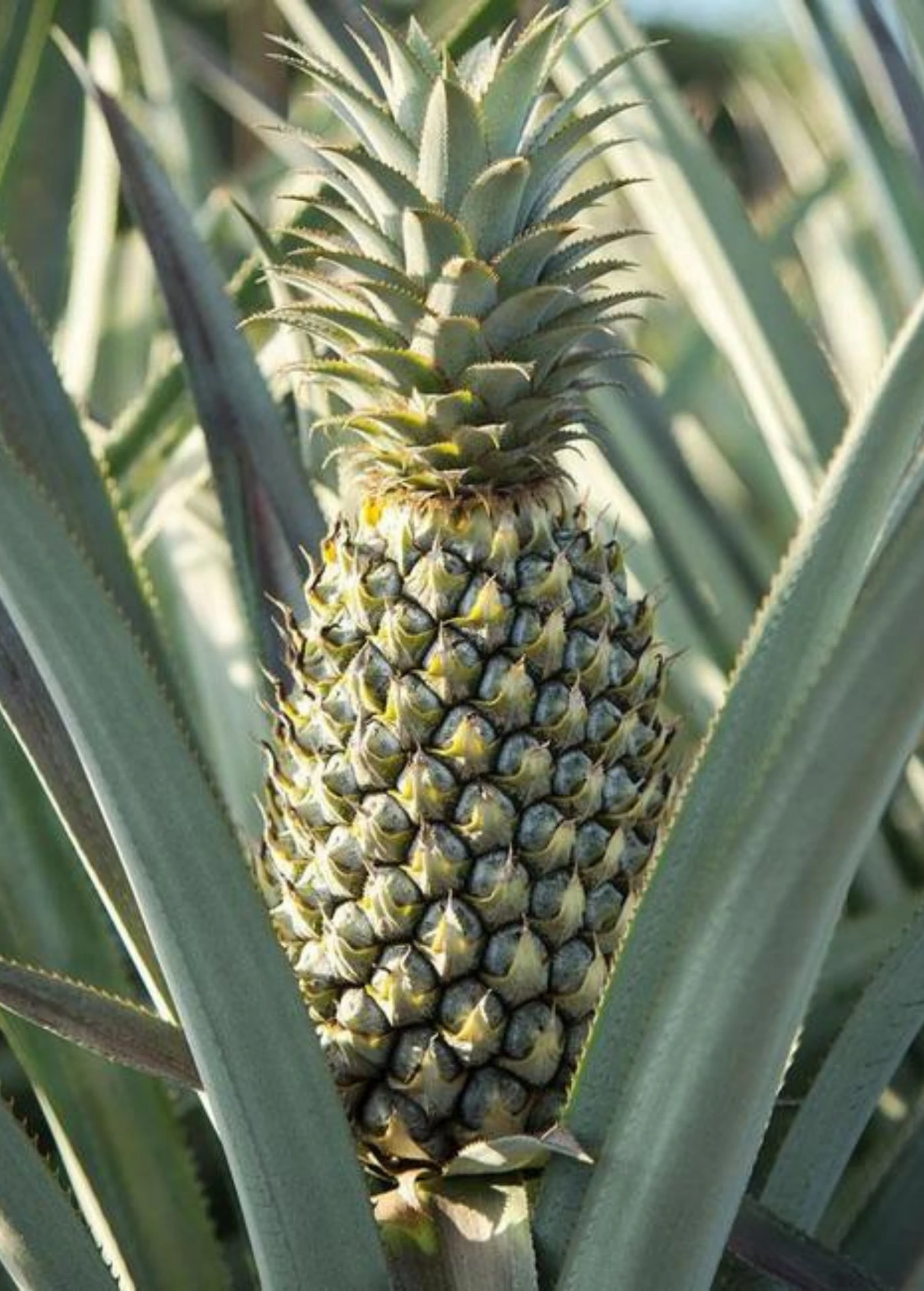 Sow Exotic Pineapple 'Florida Special' (Ananas Comosus) Rare Fruiting Plants 2 Sow Exotic Pineapple 'Florida Special' (Ananas Comosus) Rare Fruiting Plants