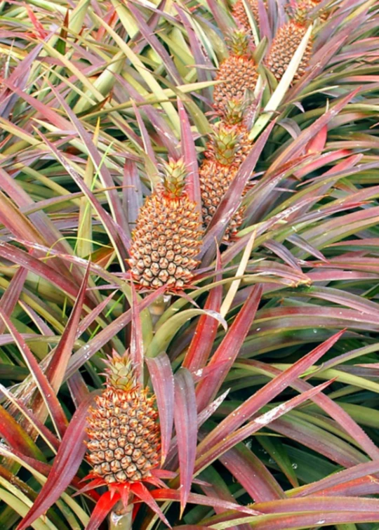 Sow Exotic October Pineapple Bundle 1 Sow Exotic October Pineapple Bundle