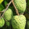 Sow Exotic Tropical Fruit & Spice Trees Atemoya 'Geffner' (Annona × Atemoya)