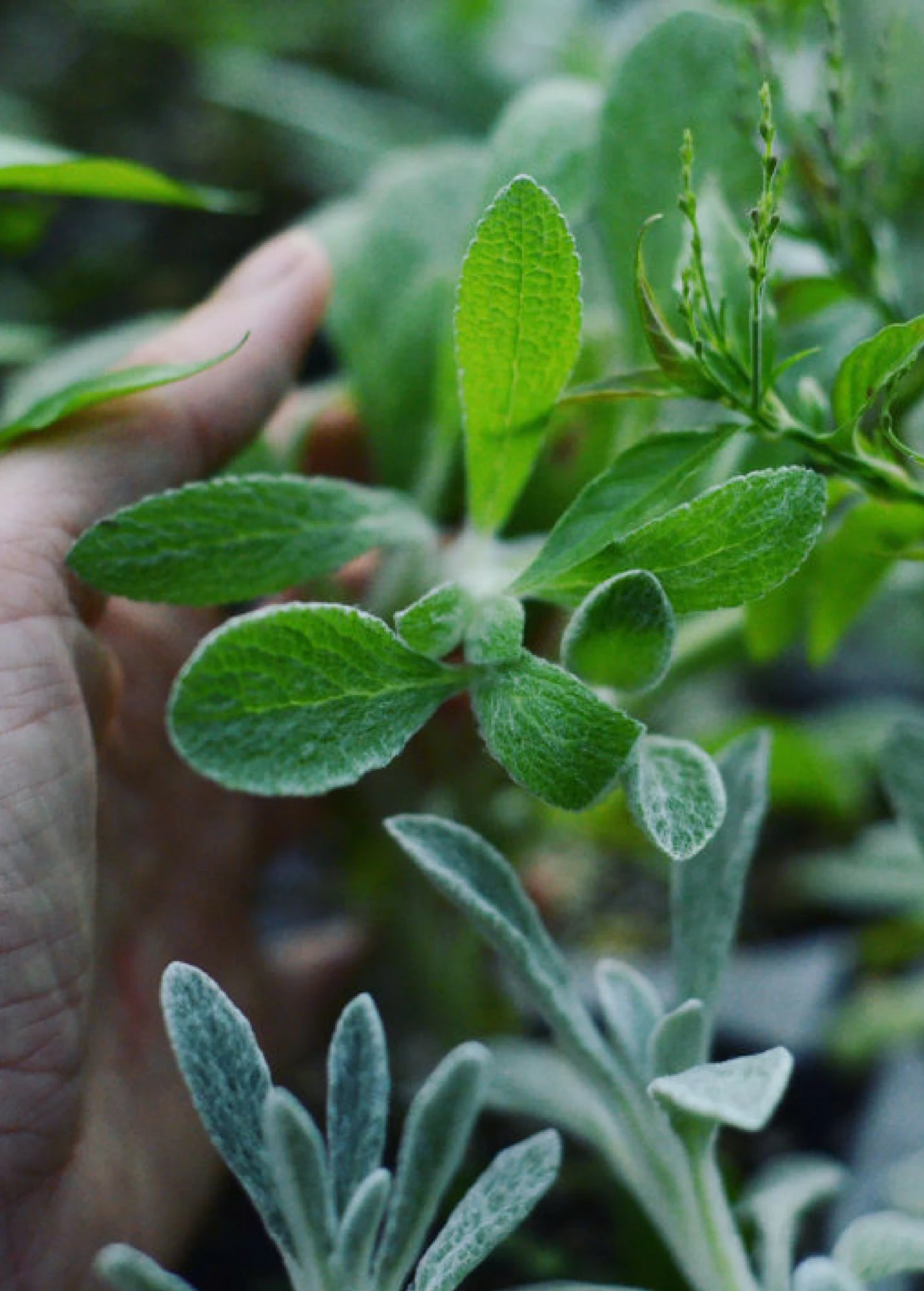 Sow Exotic Medicinal & Culinary Herbs Greek Mountain Tea (Sideritis Scardica) 1 Sow Exotic Medicinal & Culinary Herbs Greek Mountain Tea (Sideritis Scardica)