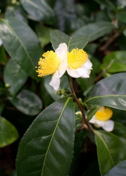 Sow Exotic Green Tea (Camellia Sinensis)