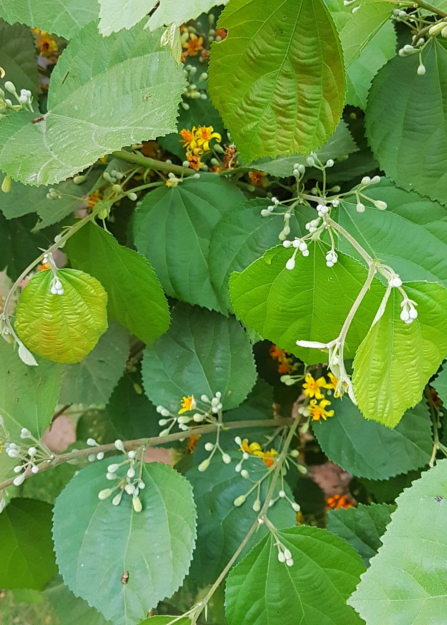 Sow Exotic Sherbert Berry (Grewia Asiatica) 5 Sow Exotic Sherbert Berry (Grewia Asiatica)