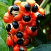 Sow Exotic Rare Fruiting Plants Guarana (Paullinia Cupana)