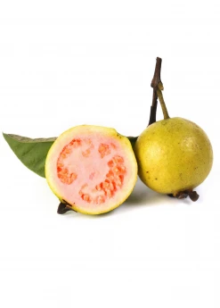 Sow Exotic Guava, Wild Florida (Psidium Guajava)
