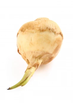 Sow Exotic Guinea Arrowroot (Calathea Allouia)