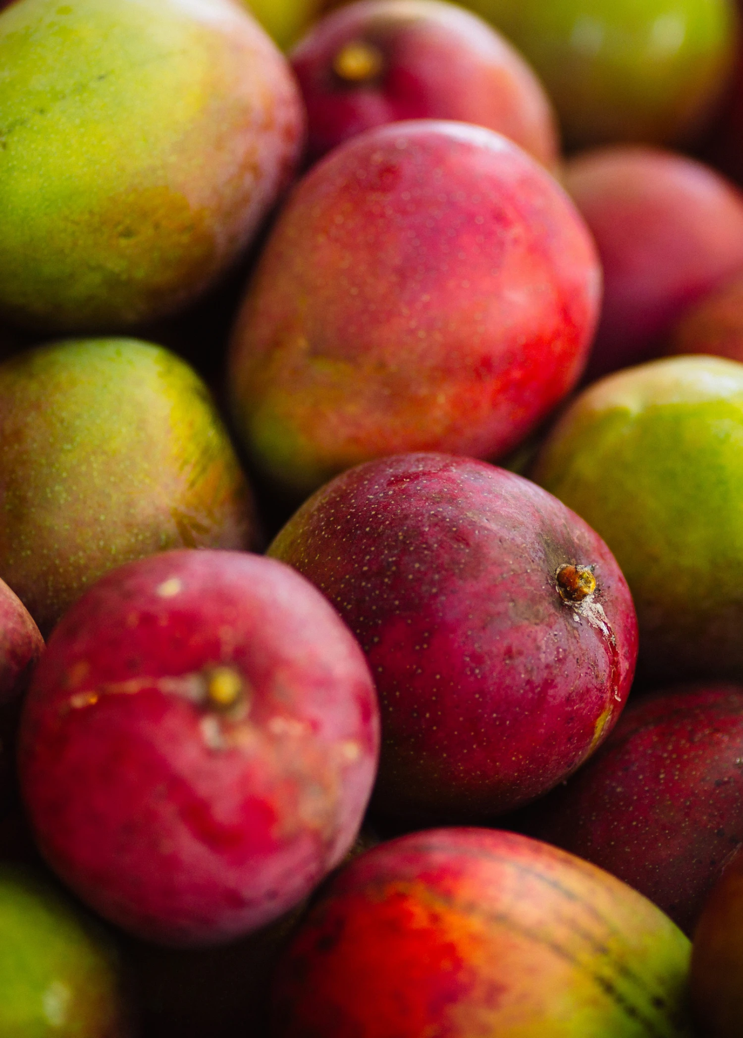 Sow Exotic Mango 'Haden' (Mangifera Indica) 4 Sow Exotic Mango 'Haden' (Mangifera Indica)