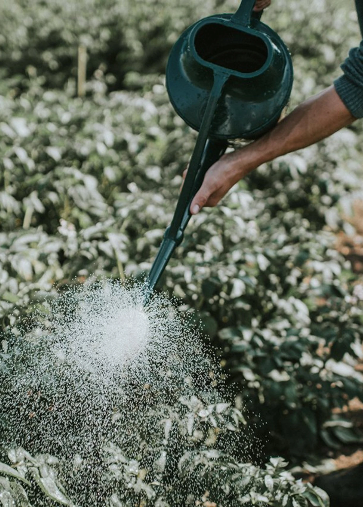 Sow Exotic Haws Cradley Cascader Watering Can 1.5 Gallon 6 Liter Garden Tools 2 Sow Exotic Haws Cradley Cascader Watering Can 1.5 Gallon 6 Liter Garden Tools