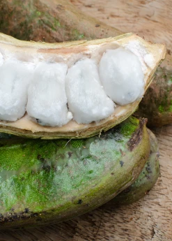 Sow Exotic Ice Cream Bean (Inga Edulis) Tropical Fruit & Spice Trees