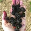 Sow Exotic Mulberry 'Shangri La' (Morus Alba X Rubra) Tropical Fruit & Spice Trees