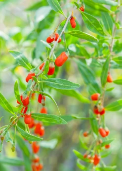 Sow Exotic Red Goji Berry (Lycium Barbarum)