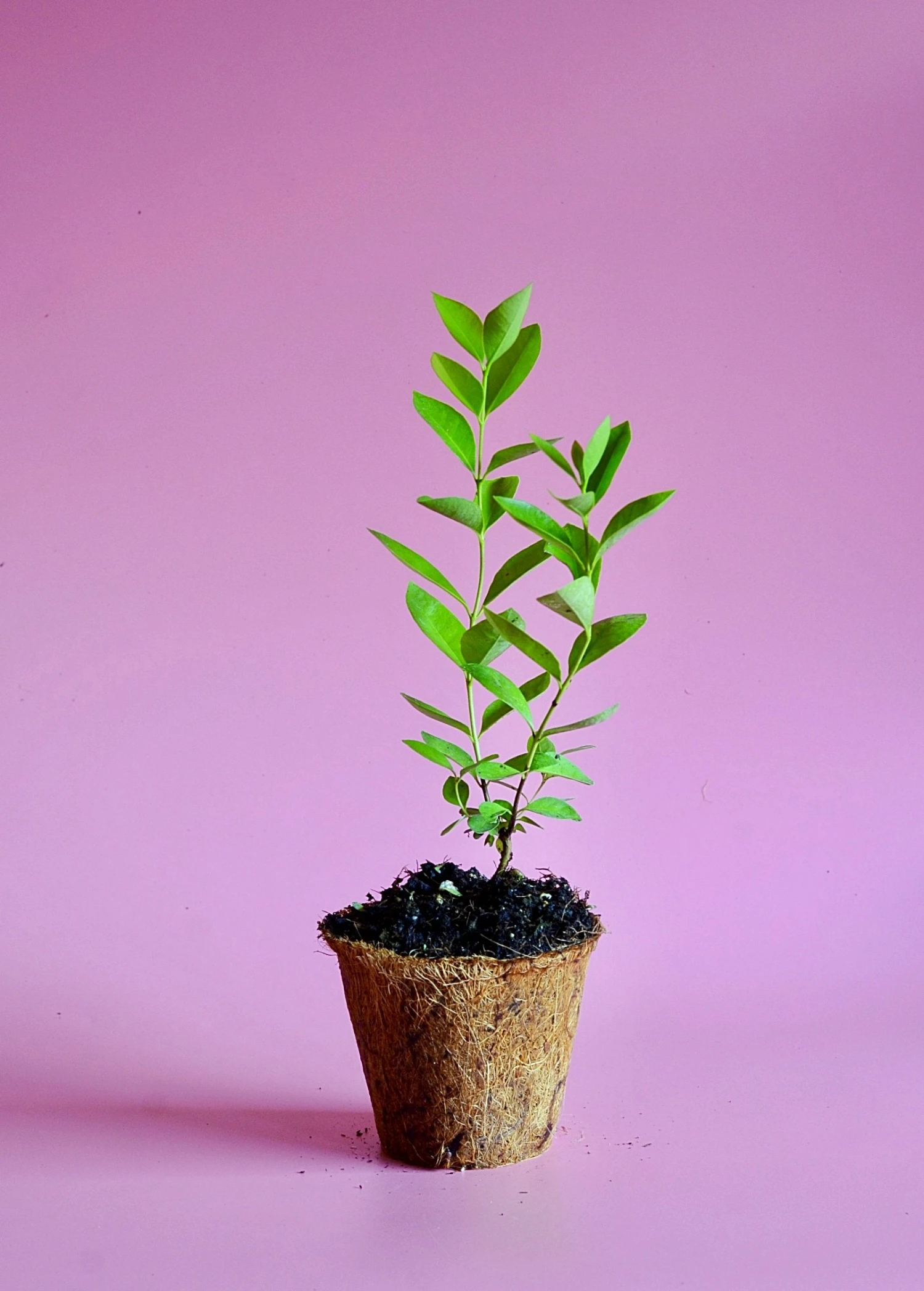 Sow Exotic Tropical Fruit & Spice Trees Guava, Lemon (Psidium Littorale) 4 Sow Exotic Tropical Fruit & Spice Trees Guava, Lemon (Psidium Littorale)