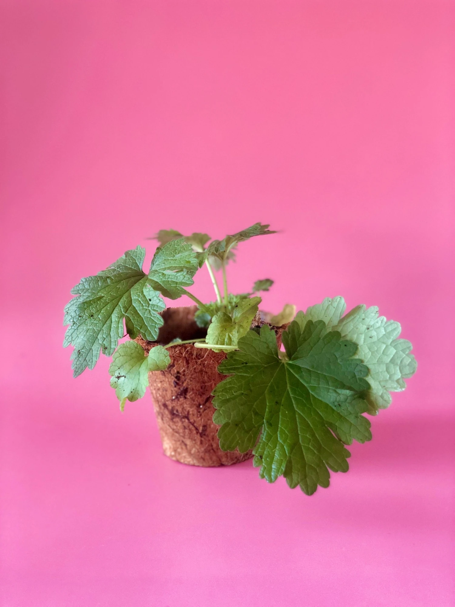 Sow Exotic Medicinal & Culinary Herbs Siberian Motherwort (Leonurus Sibiricus) 4 Sow Exotic Medicinal & Culinary Herbs Siberian Motherwort (Leonurus Sibiricus)