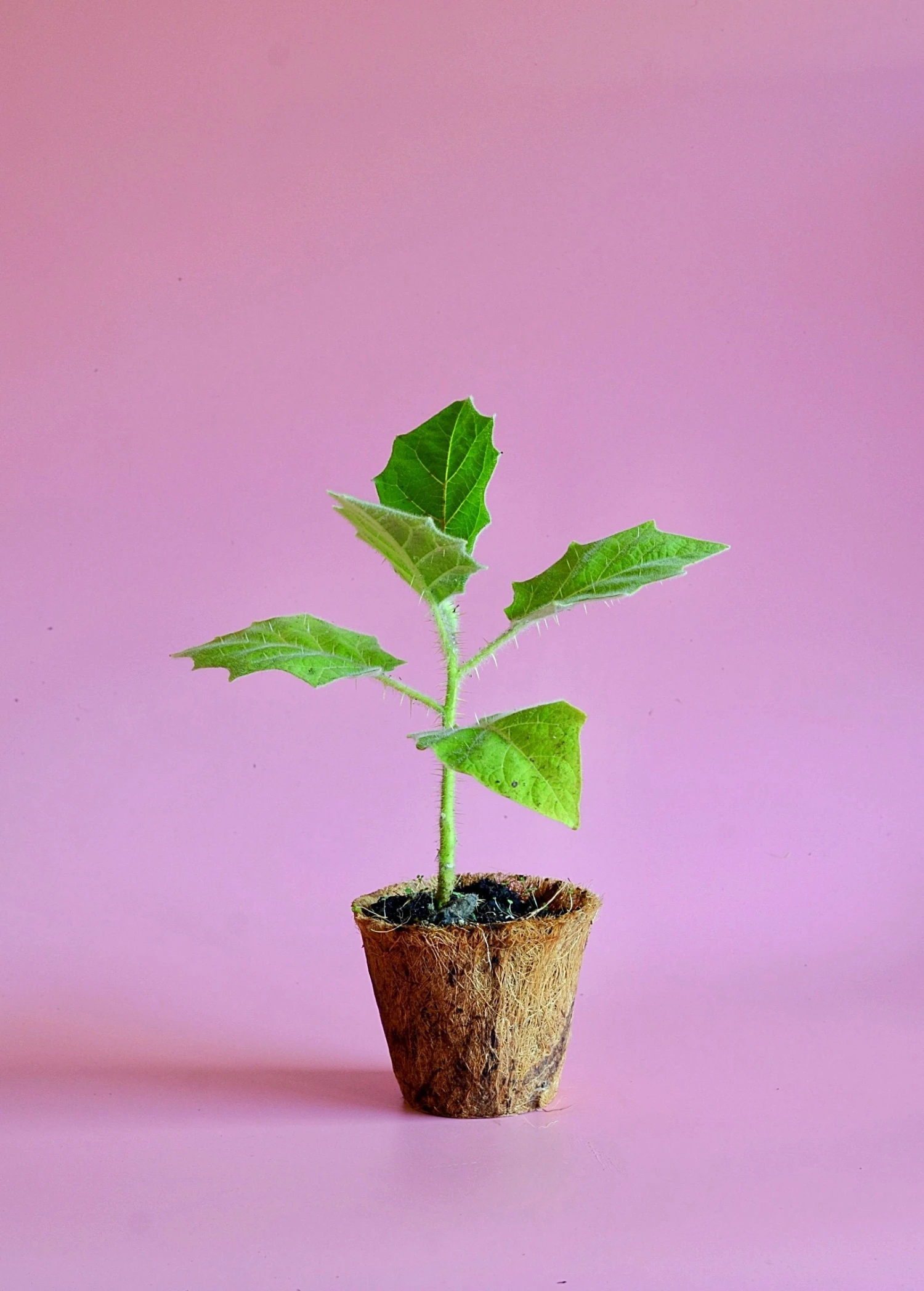 Sow Exotic Lulo, Naranjilla (Solanum Quitoense) Rare Fruiting Plants 2 Sow Exotic Lulo, Naranjilla (Solanum Quitoense) Rare Fruiting Plants