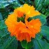 Sow Exotic Insulin Plant (Costus Igneus)