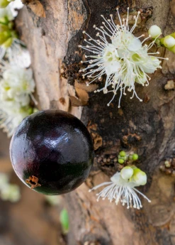 Sow Exotic Jabuticaba (Plinia Cauliflora) Tropical Fruit & Spice Trees
