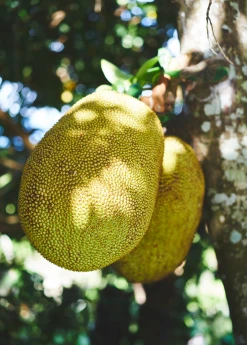 Sow Exotic Jackfruit 'Golden Nugget' (Artocarpus Heterophyllus) Tropical Fruit & Spice Trees