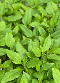 Sow Exotic Rare Fruiting Plants Jerusalem Artichoke (Helianthus Tubersosus) 6 Sow Exotic Rare Fruiting Plants Jerusalem Artichoke (Helianthus Tubersosus)