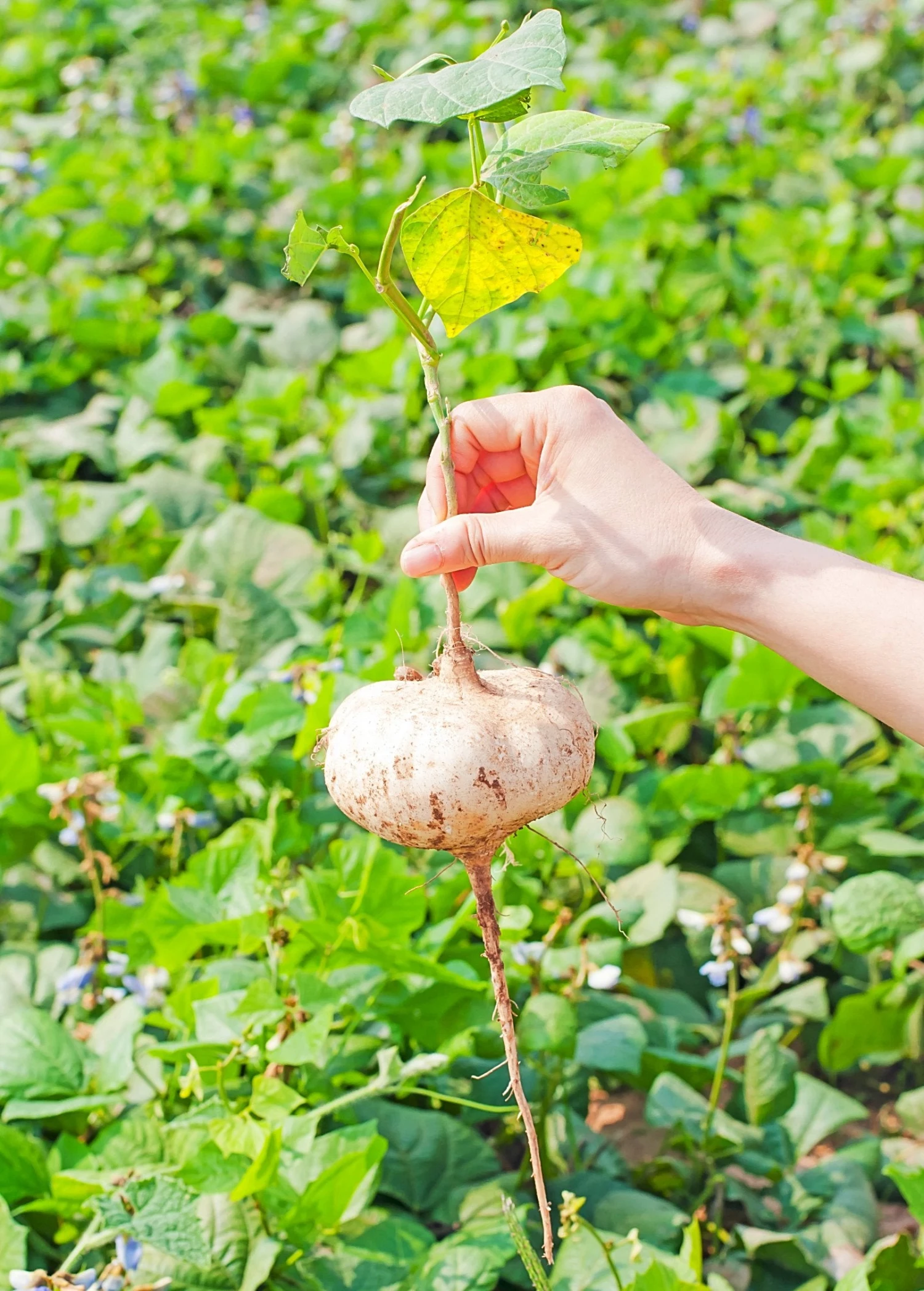 Sow Exotic Rare Fruiting Plants Jicama (Pachyrhizus Erosus) 1 Sow Exotic Rare Fruiting Plants Jicama (Pachyrhizus Erosus)