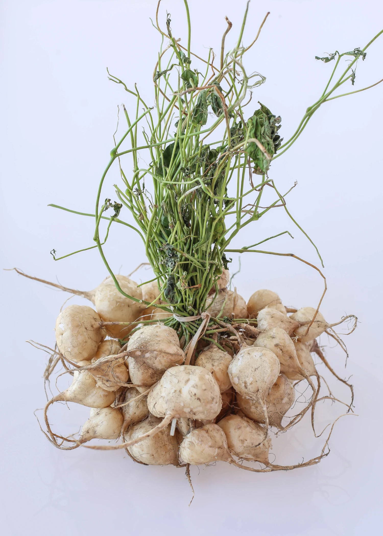 Sow Exotic Rare Fruiting Plants Jicama (Pachyrhizus Erosus) 3 Sow Exotic Rare Fruiting Plants Jicama (Pachyrhizus Erosus)