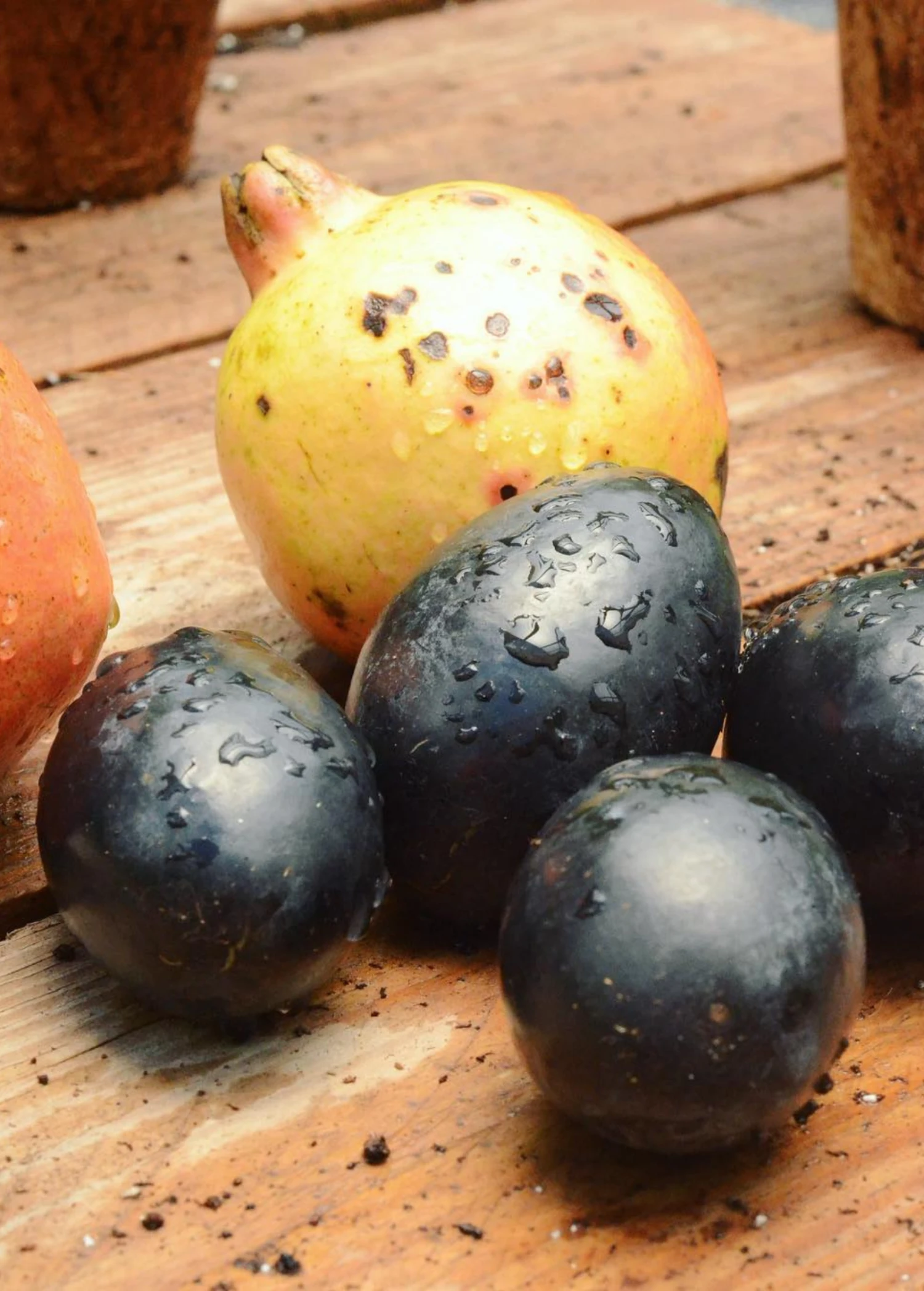 Sow Exotic Avocado 'Joey' (Persea Americana) 2 Sow Exotic Avocado 'Joey' (Persea Americana)