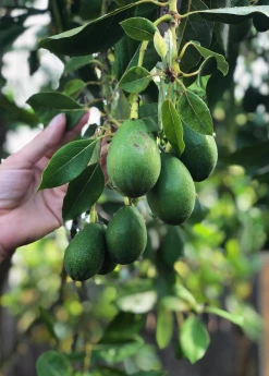 Sow Exotic Avocado 'Joey' (Persea Americana)