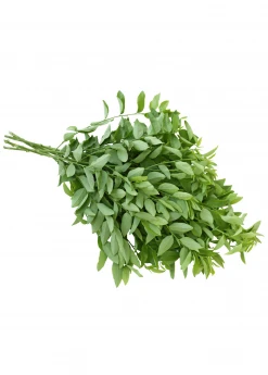 Sow Exotic Katuk (Sauropus Androgynus) Medicinal & Culinary Herbs 9 Sow Exotic Katuk (Sauropus Androgynus) Medicinal & Culinary Herbs