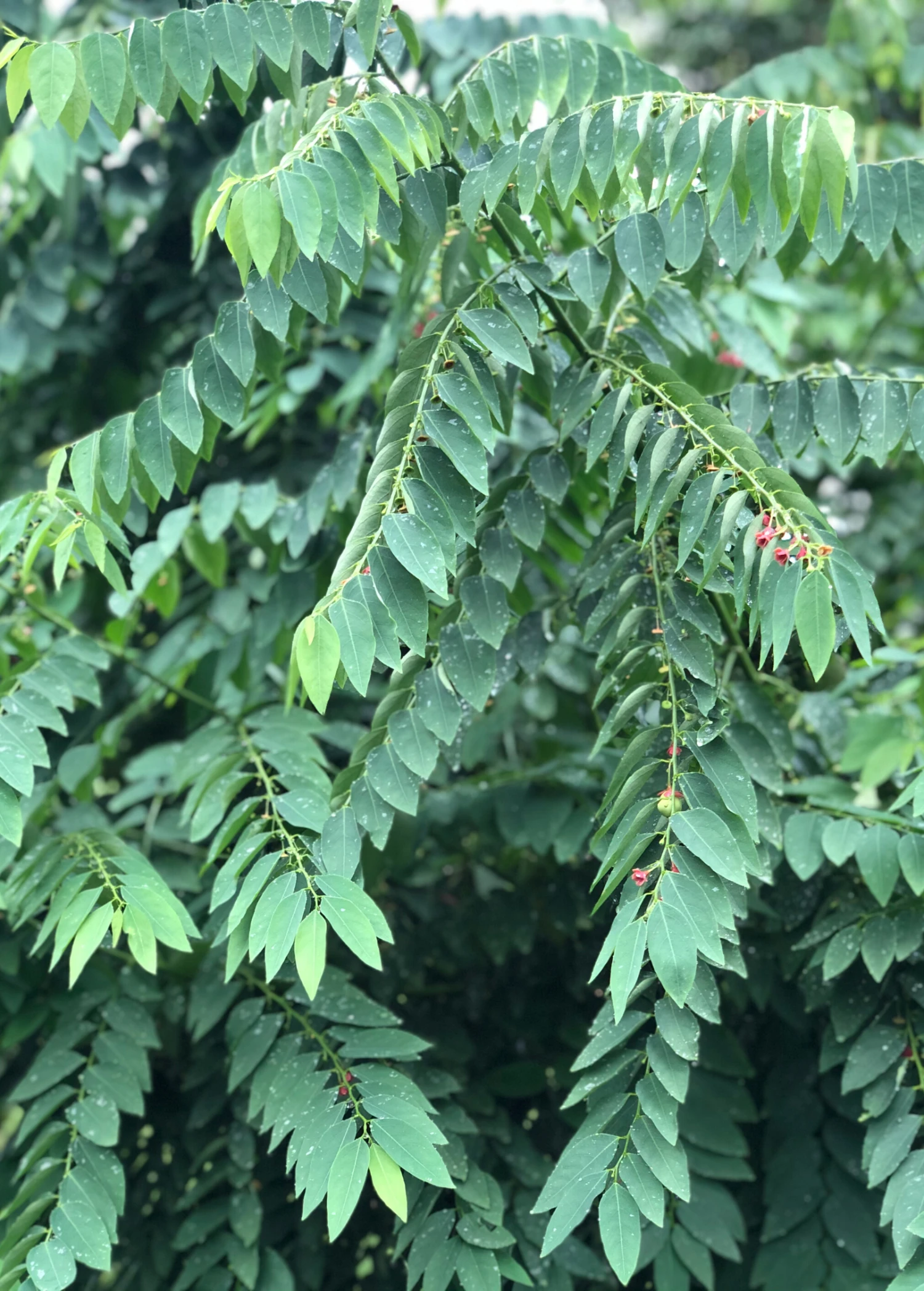 Sow Exotic Katuk (Sauropus Androgynus) Medicinal & Culinary Herbs 6 Sow Exotic Katuk (Sauropus Androgynus) Medicinal & Culinary Herbs