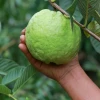 Sow Exotic Guava 'Kilo' (Psidium Guajava) Tropical Fruit & Spice Trees
