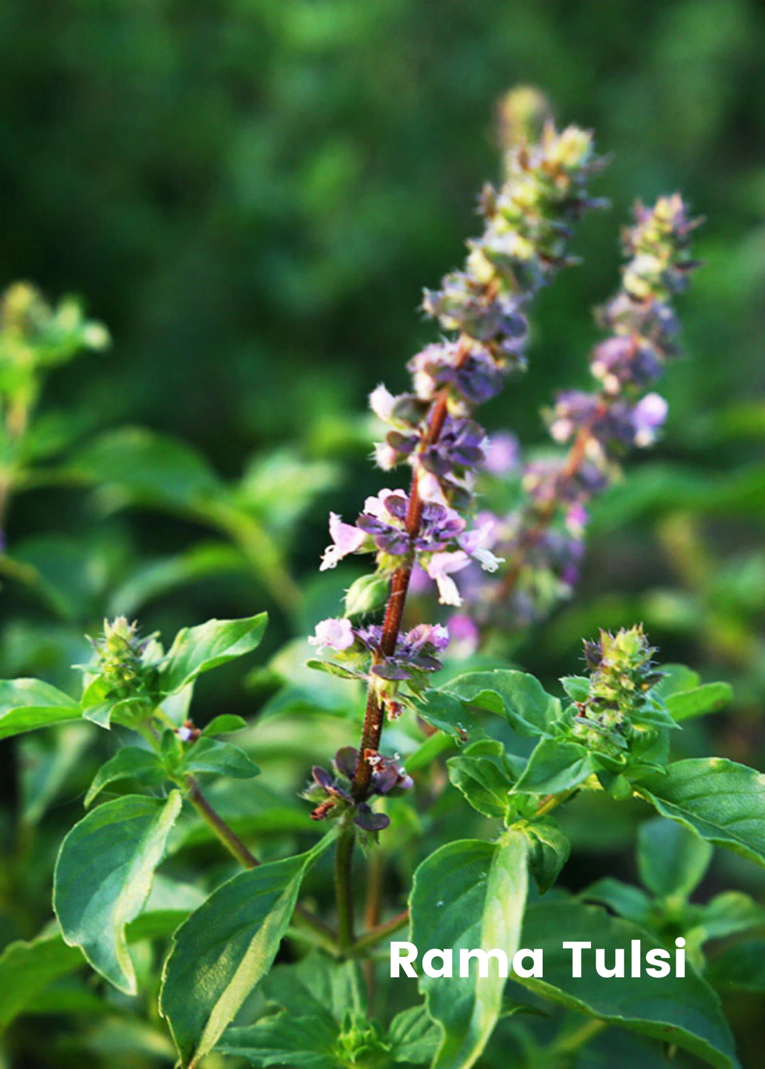 Sow Exotic Tulsi Trio: The Essential Holy Basil Bundle 2 Sow Exotic Tulsi Trio: The Essential Holy Basil Bundle