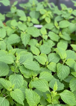 Sow Exotic Medicinal & Culinary Herbs Klip Dagga (Leonotis Nepetifolia)