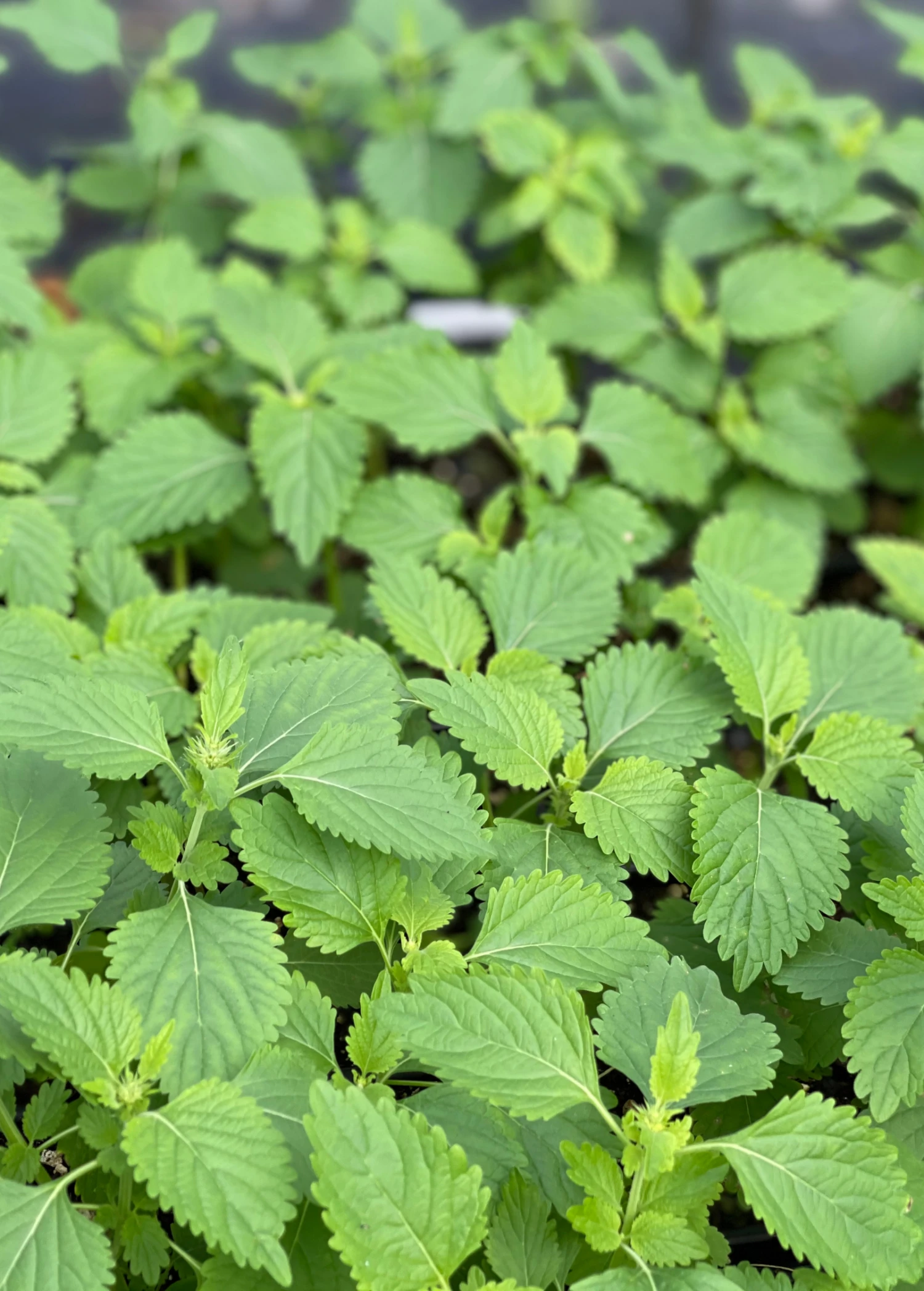 Sow Exotic Medicinal & Culinary Herbs Klip Dagga (Leonotis Nepetifolia) 2 Sow Exotic Medicinal & Culinary Herbs Klip Dagga (Leonotis Nepetifolia)