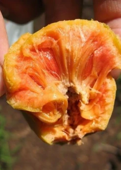 Sow Exotic Tropical Fruit & Spice Trees Lakoocha (Artocarpus Lacucha)