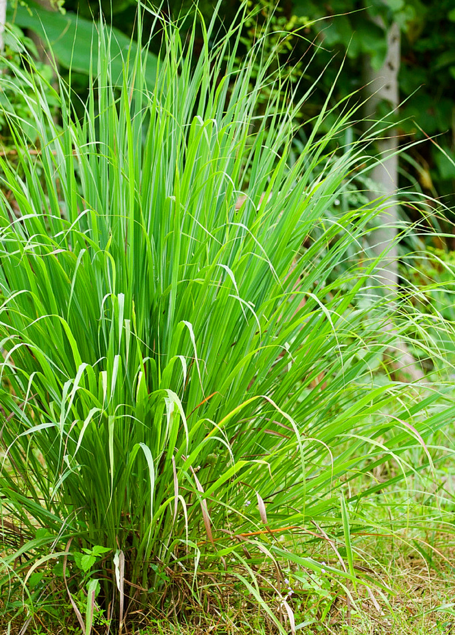 Sow Exotic Lemongrass (Cymbopogon) Medicinal & Culinary Herbs 1 Sow Exotic Lemongrass (Cymbopogon) Medicinal & Culinary Herbs