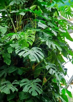 Sow Exotic Monstera Deliciosa, Swiss Cheese Plant Rare Fruiting Plants