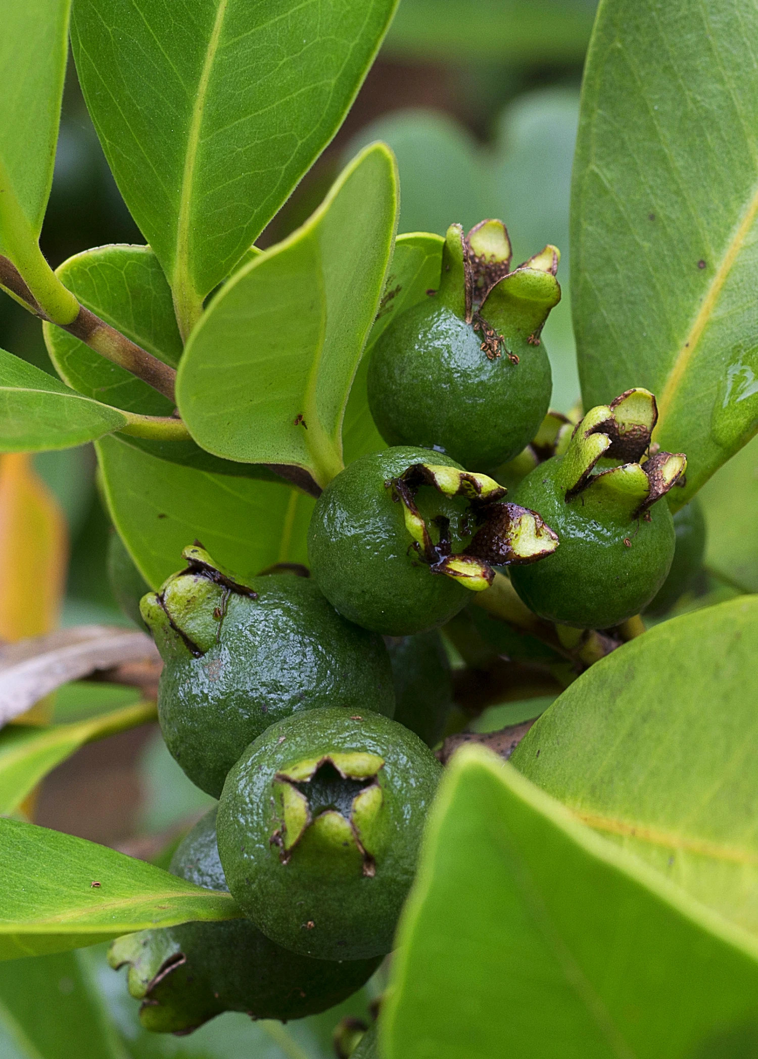 Sow Exotic Tropical Fruit & Spice Trees Guava, Lemon (Psidium Littorale) 2 Sow Exotic Tropical Fruit & Spice Trees Guava, Lemon (Psidium Littorale)