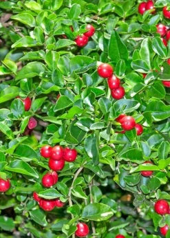 Sow Exotic Rare Fruiting Plants Limeberry (Triphasia Trifolia)