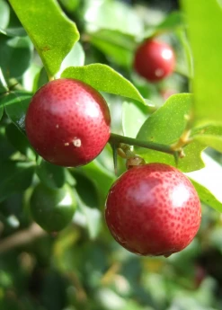 Sow Exotic Rare Fruiting Plants Limeberry (Triphasia Trifolia)