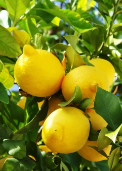 Sow Exotic Tropical Fruit & Spice Trees Lisbon Lemon (Citrus × Limon)