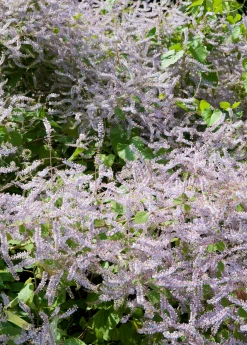 Sow Exotic Medicinal & Culinary Herbs Iboza (Iboza Riparia)