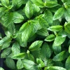 Sow Exotic Longevity Spinach (Gynura Procumbens) Medicinal & Culinary Herbs