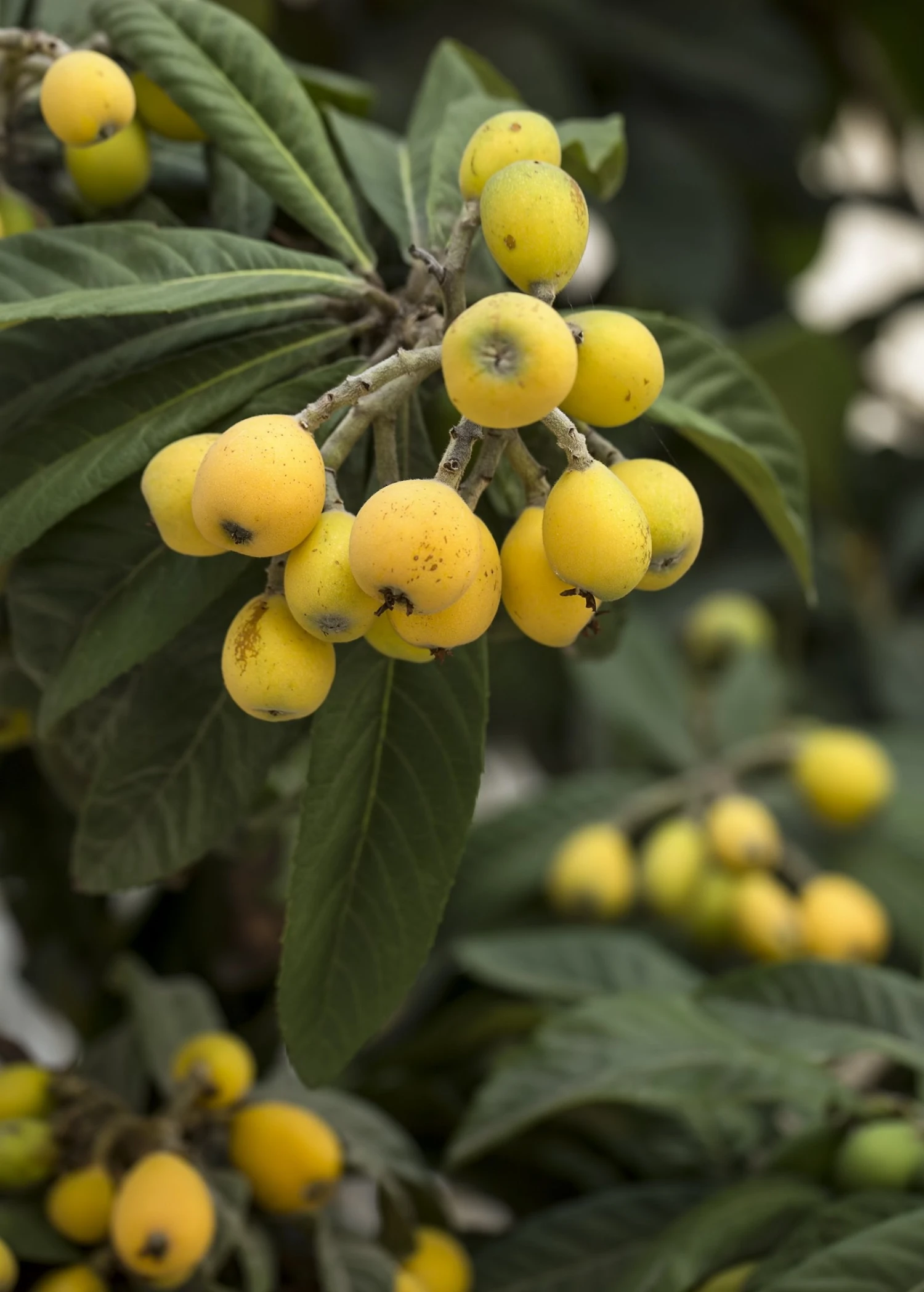 Sow Exotic Tropical Fruit & Spice Trees Loquat 'Champagne' (Eriobotrya Japonica) 2 Sow Exotic Tropical Fruit & Spice Trees Loquat 'Champagne' (Eriobotrya Japonica)