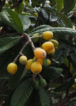 Sow Exotic Tropical Fruit & Spice Trees Loquat 'Christmas' (Eriobotrya Japonica)