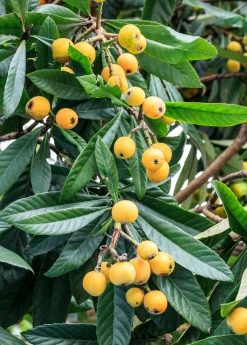 Sow Exotic Loquat Seedling (Eriobotrya Japonica) Tropical Fruit & Spice Trees
