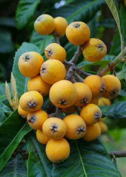 Sow Exotic Tropical Fruit & Spice Trees Loquat 'Christmas' (Eriobotrya Japonica)