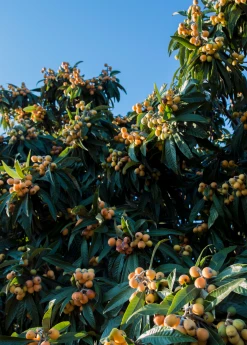Sow Exotic Tropical Fruit & Spice Trees Loquat 'Christmas' (Eriobotrya Japonica)