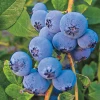Sow Exotic Blueberry 'Biloxi' (Vaccinium Darrowii) Rare Fruiting Plants