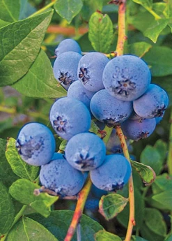 Sow Exotic Blueberry 'Biloxi' (Vaccinium Darrowii) Rare Fruiting Plants